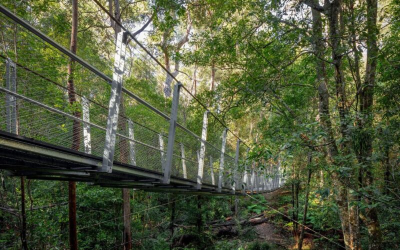 bridge forest